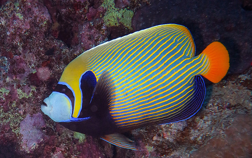 angelfish