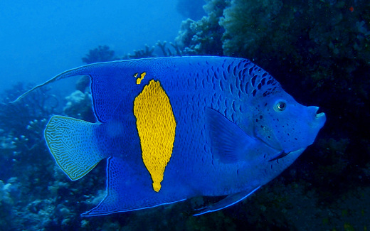 angelfish