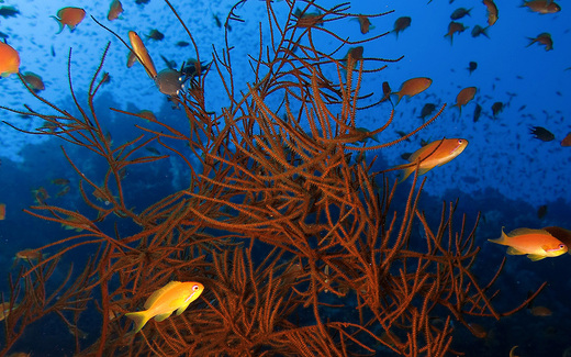 anthias