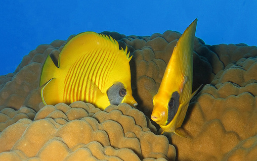 butterflyfish