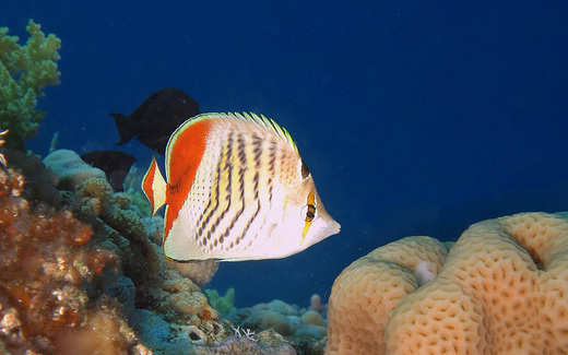 butterflyfish
