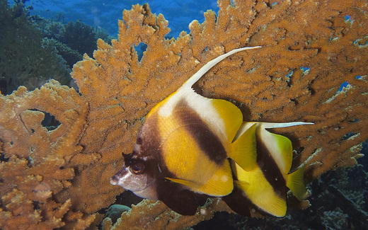 butterflyfish