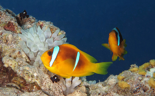 clownfish
