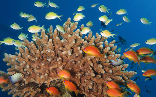 Coral reef Hurghada