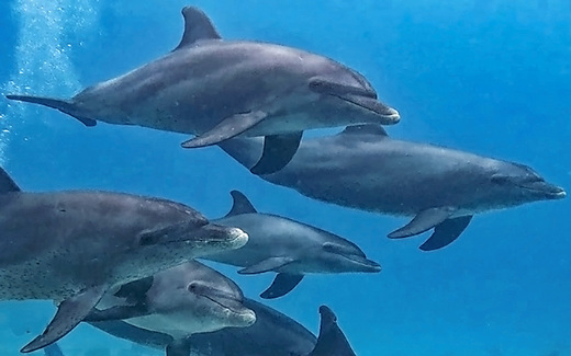 Dolphin family Hurghada
