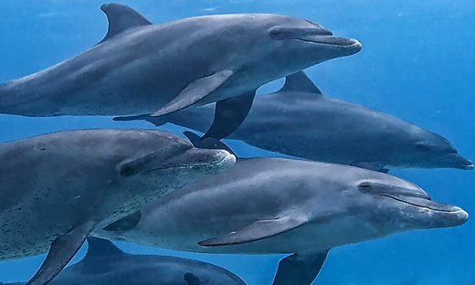 Dolphin family Hurghada