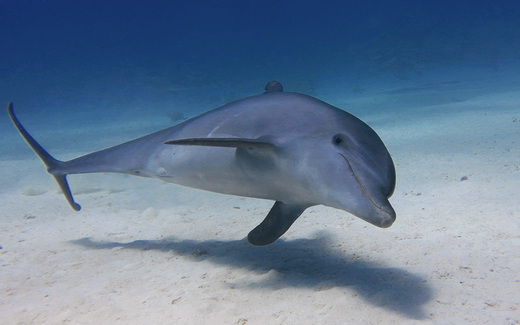 Dolphin