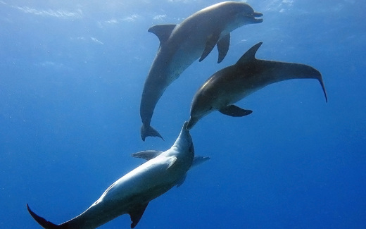 dolphin kiss 