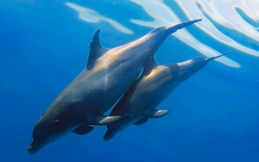 Dolphins Hurghada