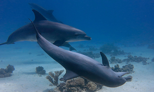 Dolphins Hurghada