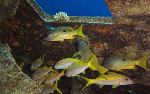 goatfish