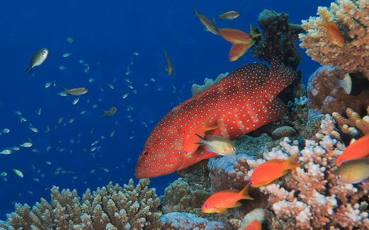 grouper