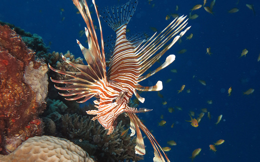 lionfish