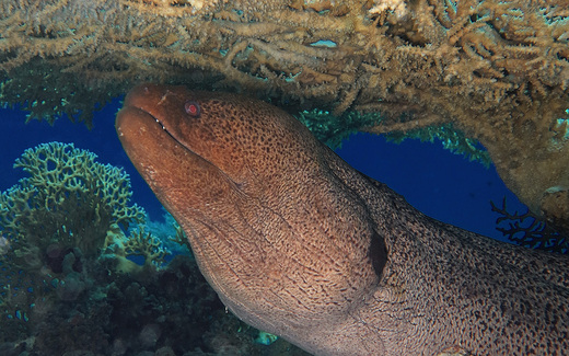 moray