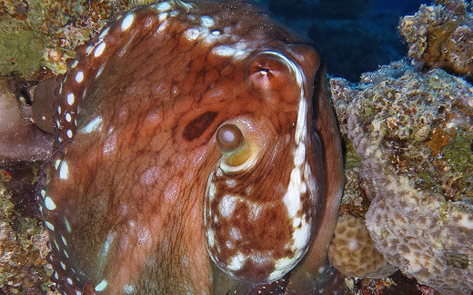 octopus