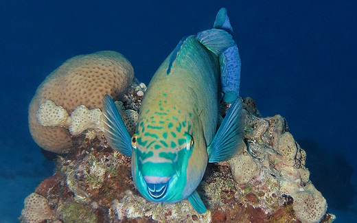 parrotfish