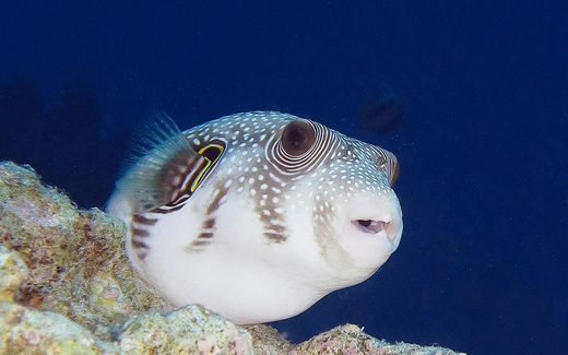 pufferfish