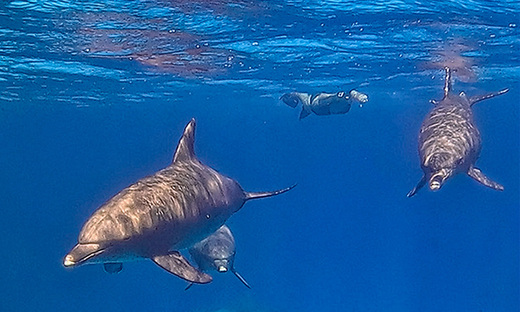 Snorkeling with dolphins