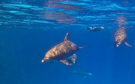 Snorkeling with dolphins