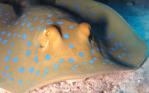 blue spotted stingray