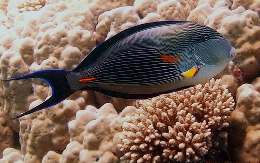 surgeonfish