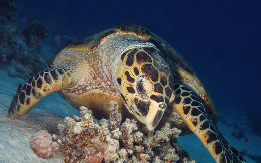 turtle