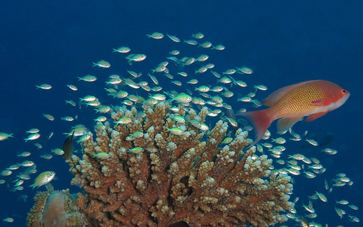 wrasses