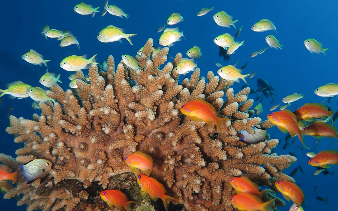 Coral reef Hurghada