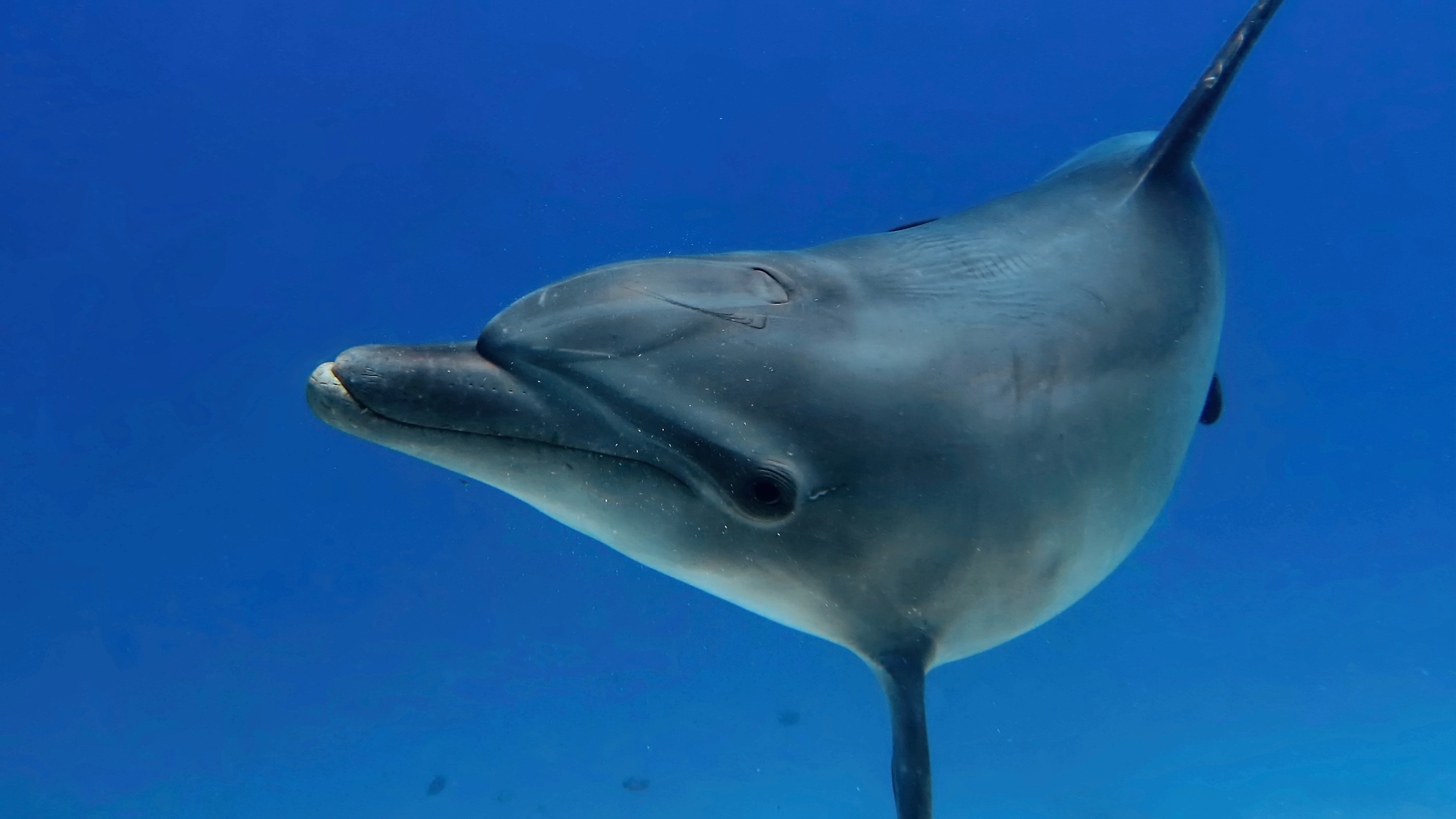 Dolphin