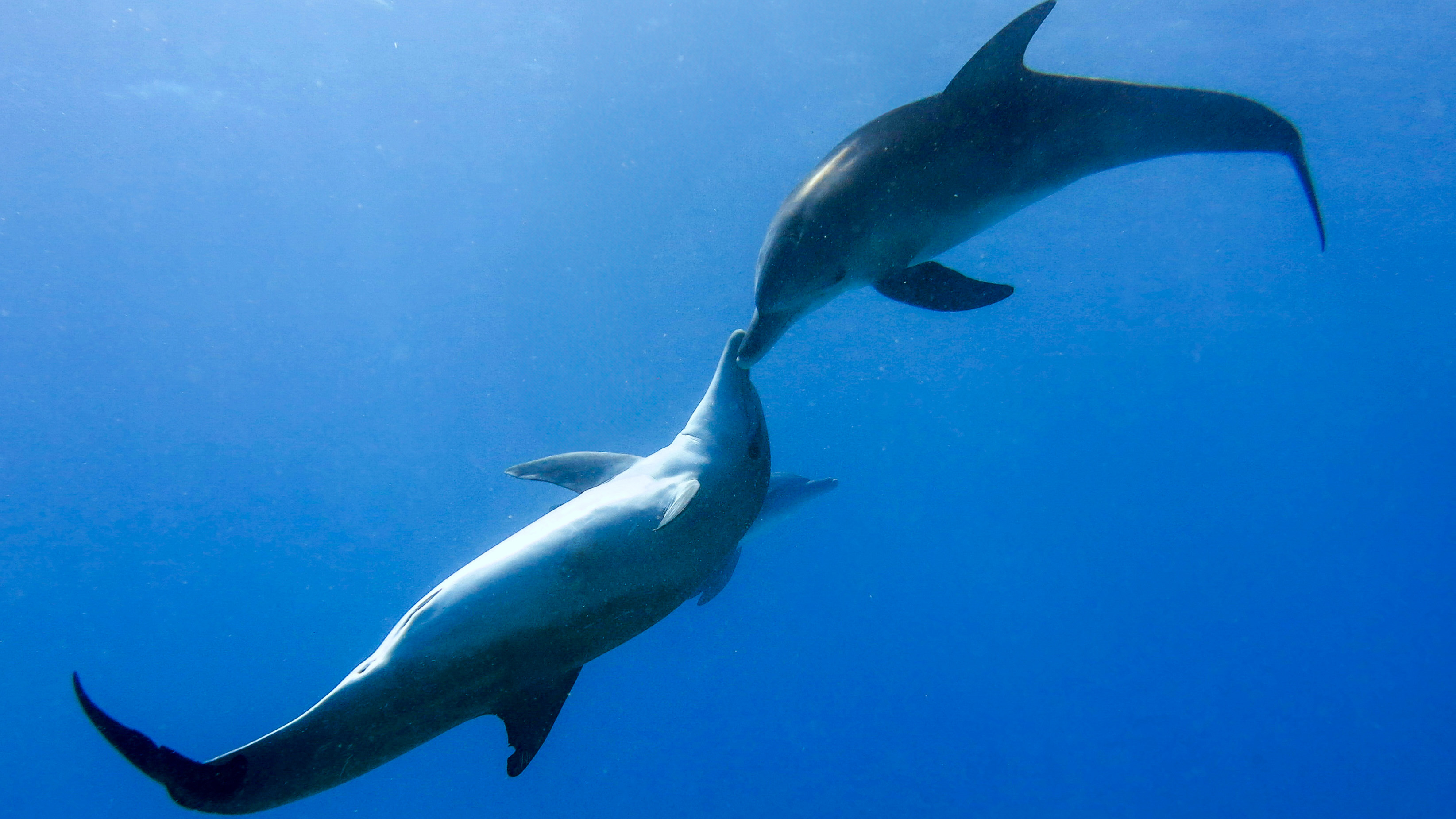 Dolphins Hurghada