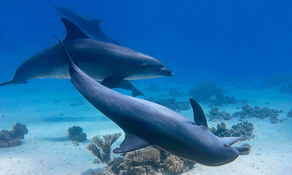 DOlphins Hurghada