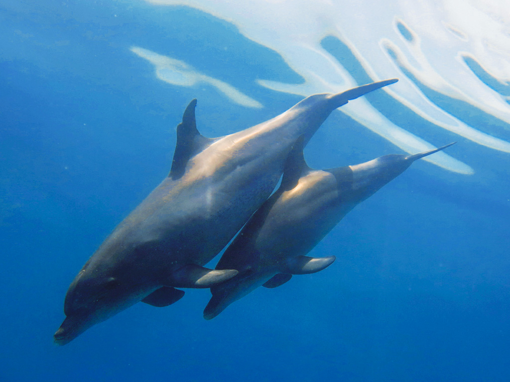 Dolphins Hurghada