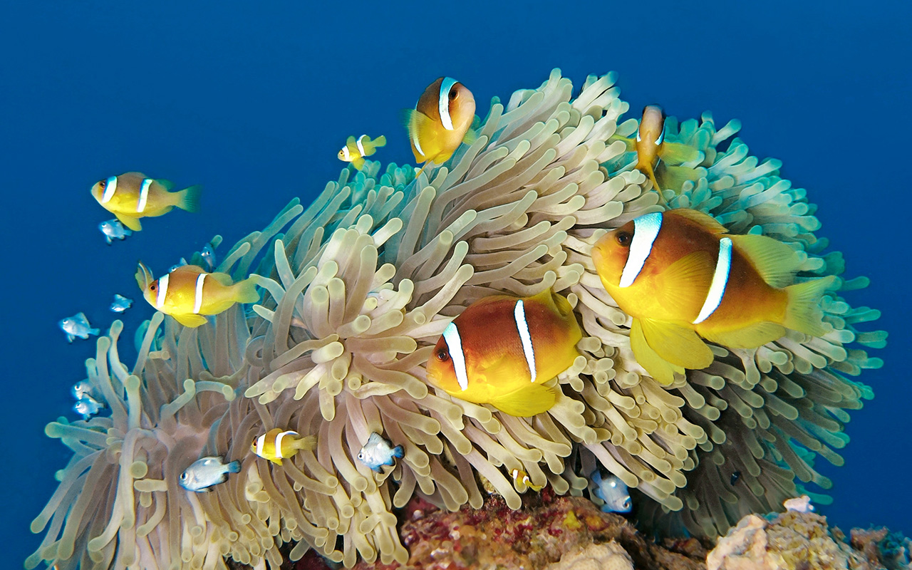 Clownfish Red Sea